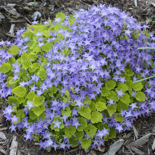 semillas de campanilla, resistentes para balcones, Campánula mediana, perennes resistentes de variedades antiguas 200pcs