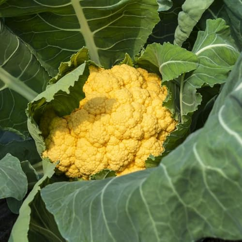 coliflor orgánica variedades raras de vegetales antiguos semillas de coliflor vegetales jardín decoraciones jardín exteriores resistentes jardines 130semillas