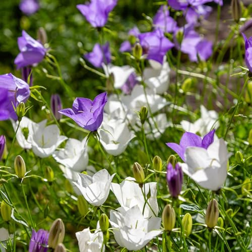 Bloomique - Set di 3 - Campanula Carpatica White Clips - Campanula - Ricca fioritura - Resistente all'inverno - Perenne - Altezza 10-20 cm - Vaso 9 cm
