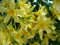 Portal Cool 60 Seeds Nerium OleanderOleandro giallo '' Il trasporto libero