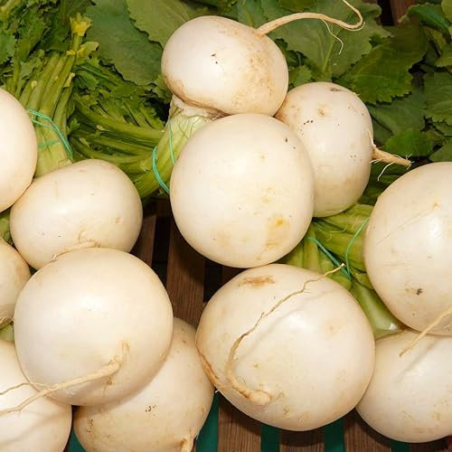Turnip F1 Tokyo Cross Vegetable Seeds - 'Brassica rapa subsp. rapa' - 250 Seeds