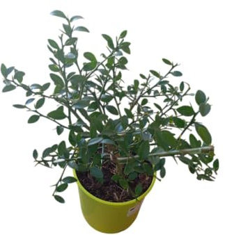 Microcitrus Australasica Natural Árbol Cítrico Exótico con Frutas de Alta Gastronomía