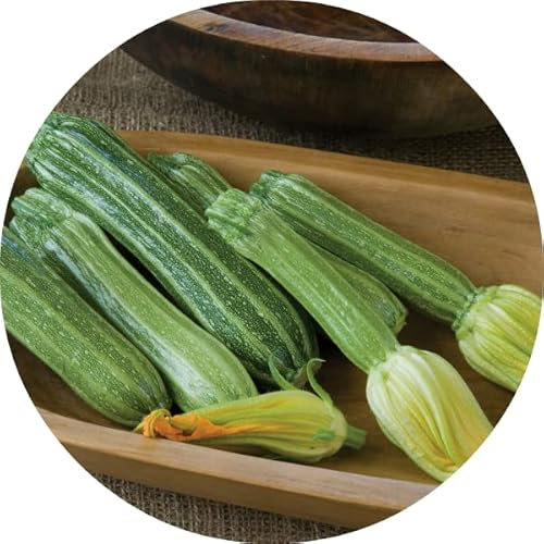 Semillas de Calabacín | DECOALIVE | Plantas de Huerto | Semillas Variedad Genovesa