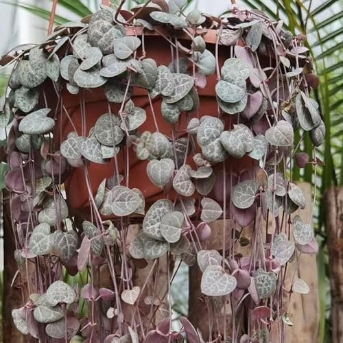 300 Pcs Leuchterblume Pflanze Samen - Winterharte Pflanzen Für Garten, Hängepflanze (Ceropegia Woodii) Gartenpflanzen Lianen Dekoration Dschungel Steingartenpflanzen Winterhart Kletterpflanzen