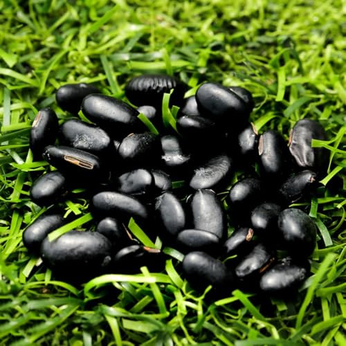 semillas de frijol negro decorativas de balcón resistentes, resistentes al invierno invierno medicinales decoración balcones semillas 250pcs