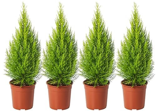 Ciprés Goldcrest - Pack 4 Árboles - Plantas Naturales para Jardín - Cupressus Dorado