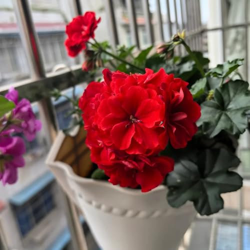 geranien samen stehend winterhart - pelargonium - blumensamen mehrjährig winterhart schnittblumen samen balkonblumen, wohnzimmer deko gartendeko für draußen, blumenteppich zierblumen 25pcs