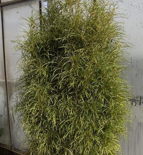 Farnblättriger Faulbaum Pulverholz Ron Williams 80-100cm - Rhamnus frangula - Gartenpflanze