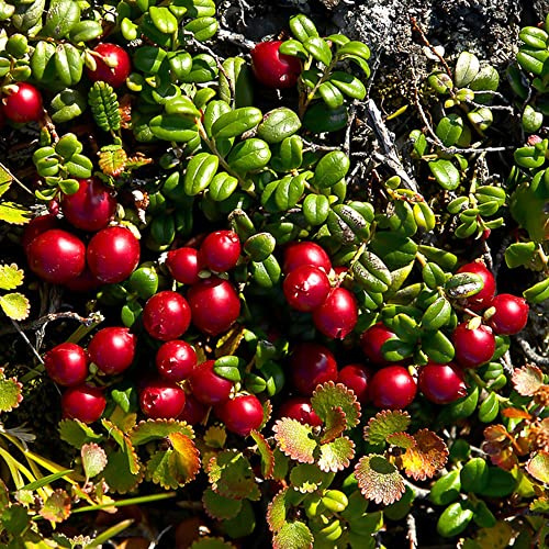 arándano rojo balcón camas elevadas de balcón de reverdecimiento tejados en espaldera columnar semillas 300pcs