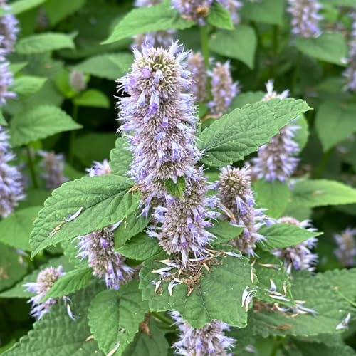 Duftnesselsamen gartendekoration ideal für beete und schnittblumen 150pcs