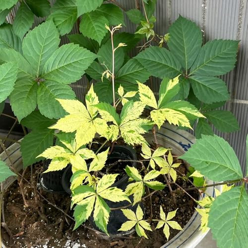 wilder wein pflanze samen - blumenwiese garten hochbeet blumenwiese mehrjährig kletterpflanze blumensamen balkon pflanzensamen exotisch sommerblumen samen winterharte stauden 300pcs