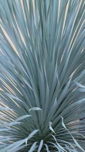 Pianta di Yucca Rostrata in Vaso da 40 cm - Da Esterno