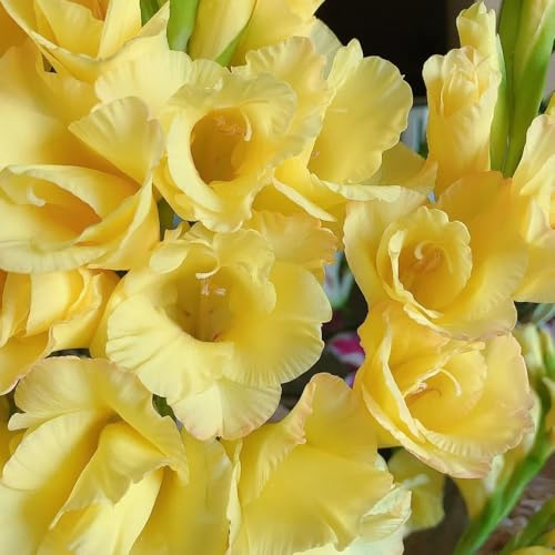 7bulbi I di gladiolo sono perenni resistenti Le da giardino sono perenni resistenti di gladiolo a primaverile, decorazioni
