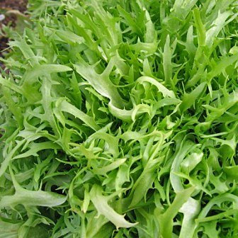 200 Semi di Frisee Indivia - Cichorium Endivia Var. croccante