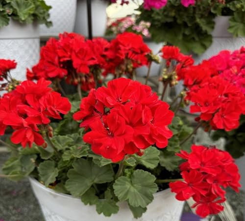 Mehrjährige Geranien-Blumensamen, 100 Stück, Rot