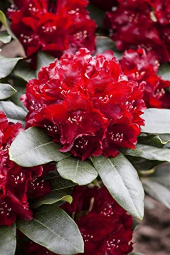 Rhododendron Hybr. 'Cherry Kiss' 30-40 cm - Rhododendron, rote Blüten, Blütezeit Mai-Juni, ideal für Kübel und Rabatten, winterhart und pflegeleicht