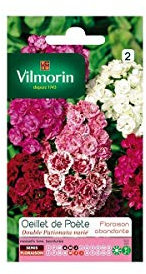 Vilmorin - Sachet graines Oeillet de poète double pationata varié