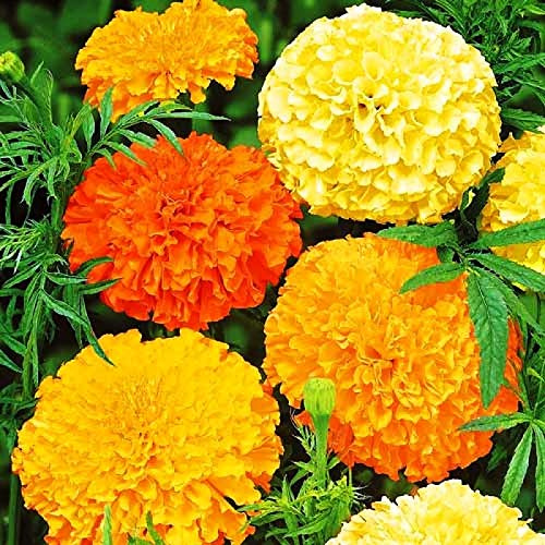 NIKA SEEDS - Seeds Flowers Mexican Marigold Cool Mix Annual - 250 Seeds