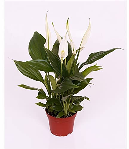 Spathiphyllum Peace Lilly - Air Purifying Plant - in 9cm Pot