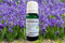 Hyacinth Absolute Oil Dilution 10ml (Origin: The Netherlands)