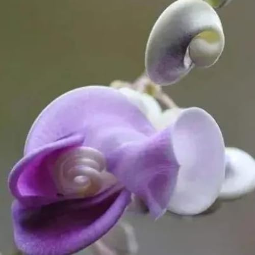 semillas de frijol caracol - de interior colgantes primavera mariposa cama elevada decoración jardín jardín rocas en orgánico 90pcs