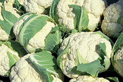 Lot de 250 Graines de Chou-Fleur Boule De Neige - Variété Douce et Savoureuse - Semis Précoce - Grande qualité gustative - incontournable potager - Garantie Germination - Semences 100% Reproductibles