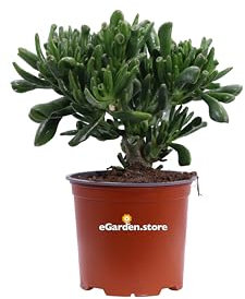 Pianta di Crassula diverse varietà pianta grassa da interno pianta succulente ornamentale vera venduta da eGarden.store (Crassula Ovata Gollum v. 15 cm)