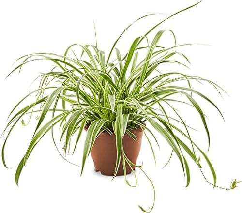 Chlorophytum Planta de Interior y Exterior Natural