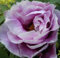 Strauchpfingstrose - Baumpfingstrose - Paeonia suffruticosa Hybriden i.F. - Farbe wählbar