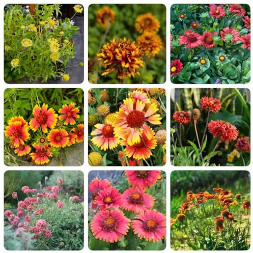 Semillas de Gaillardia, regalos sostenibles Semillas de manta, semillas de exterior resistentes raras 400pcs