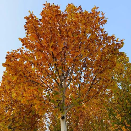 Plátano - Platanus acerifolia - verdes de balcón decoraciones de jardín exteriores comprars interior Minijardín orgánico con oficina en macetas resistentes 100semillas