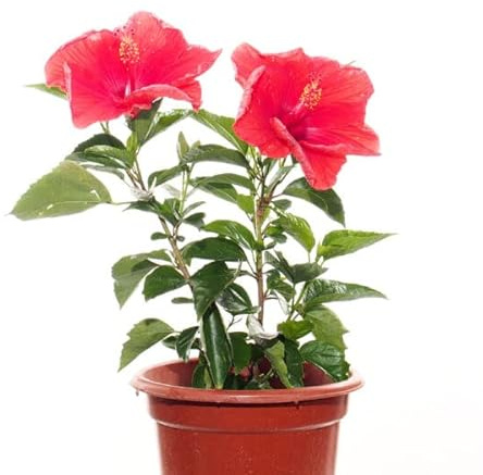Hibiscus Natural Planta Arbustiva Resistente de Color Rojo