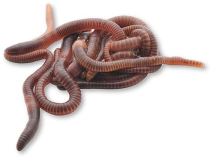 GREEN GOF Lombriz Roja Californiana (Eisenia Foetida), 500 Unds - Seleccionadas a Mano - Formatos de 100, 200, 500 y 1000 Unds - Envíos de Lunes a Jueves - Servicio Frío -24H - Envase Compostable.