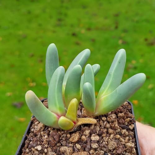 Argyroderma fissum - Sunnyplants, Lithops rares, Plantes Lithops, Plantes de Argyroderma, Pierres vivantes, Lithops, Plantes Argyroderma, Argyroderma, Lithop, Succulentes