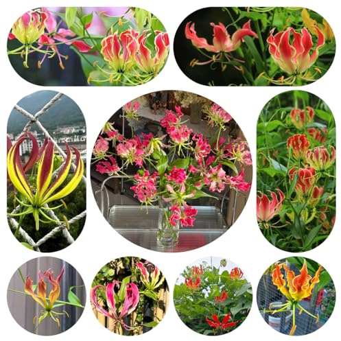 bulbos de lirio de llama - interior resistente balcón jardín exterior perennes 4pcs
