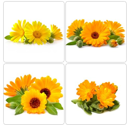 semi di calendula - giardino biologiche, copertura del terreno interno 500pcs