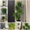 25 pcs drachenbaum winterhart samen - Dracaena draco - winterharte stauden für pralle sonne, kübelpflanzen winterhart echte pflanzen, winterharte pflanzen für garten blumensamen geschenk