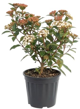 Planta Ornamental de Viburnum para Exterior con Crecimiento Arbustivo Decorativo DECOALIVE