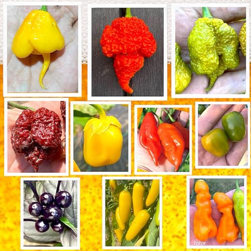 SEMISTRANI.IT - 100 Semi Peperoncino In 10 Varietà Delle Più PICCANTI Del Mondo, Coll. 3 + Guida: CAROLINA REAPER YELLOW, BEAST, MORUGA BRAIN, BORG 9, BUBBLEGUM, HABANERO, ROCOTO, JALAPENO, E-ROTICO