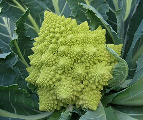 JustSeed - Organic - Vegetable - Cauliflower Romanesco Veronica F1-8 Seeds - Economy Pack