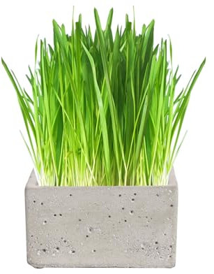 Cat FurNature - Luxury Cat Grass Pots and Growing Kits (Concrete Square)