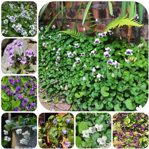 duftveilchen kaufen bio balkon blumendeko gartenblumen deko 200samen