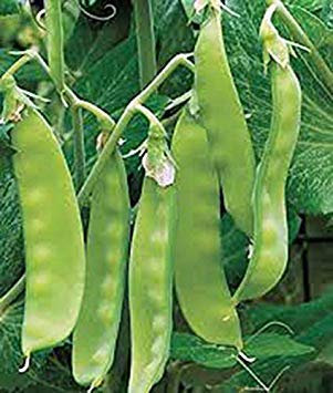 Potseed Samen Keimung: Erbsensamen, Sugar Daddy, Erbschaft, Bio, Non GMO, 500+ Samen, perfekte PEAS