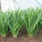 500 Unids Deliciosas Semillas de Cebollino Chino Jardín Patio Cebolla Verde Planta Vegetal Flor Árbol Frutal Semillas Vegetales Semillas de cebollino chino