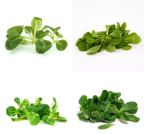 lattuga d'agnello balcone serra decorazioni da giardino per esterni aromatiche biologiche e invernali semi di rampicanti Coltivare verdi semi 100semi