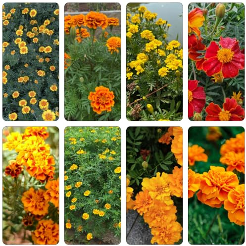 caléndula - invernaderos de balcón semillas orgánicas de verano decoración semillas prados silvestres jardín perennes resistente silvestres 225pcs