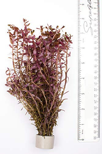 PondPlantsUK - Mixed Tropical Live Aquarium Plants (5 Strand Ringed Rotal Indica)