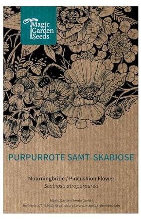 Magic Garden Seeds – purpurröda sammetscabbios frön (Scabiosa atropurpurea) – ettårig sommarblomma med djupa mörka blommor | bivänlig, skärsäker, nostalgisk | upp till 100 cm hög