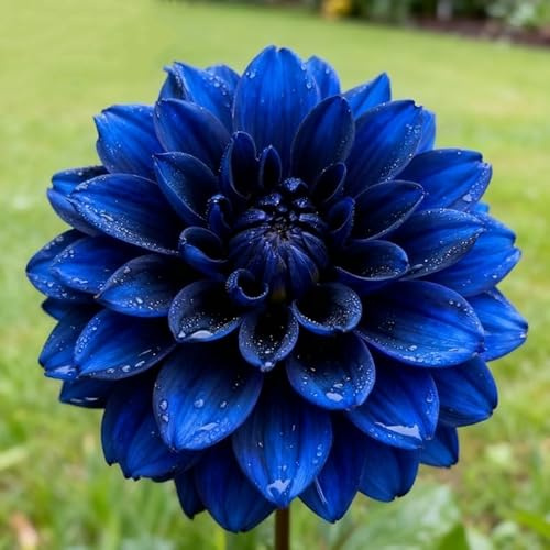 Dalia/rizomas de dalias perennes resistentes/rizomas de jardín perennes/dalias raro adecuado para cultivar en el jardín-2 Rizomas-b