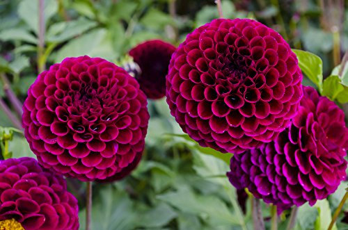 Dahlie Pompone 15 Samen Dopple Gemischte